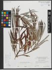 Foto von Salix viminalis L.